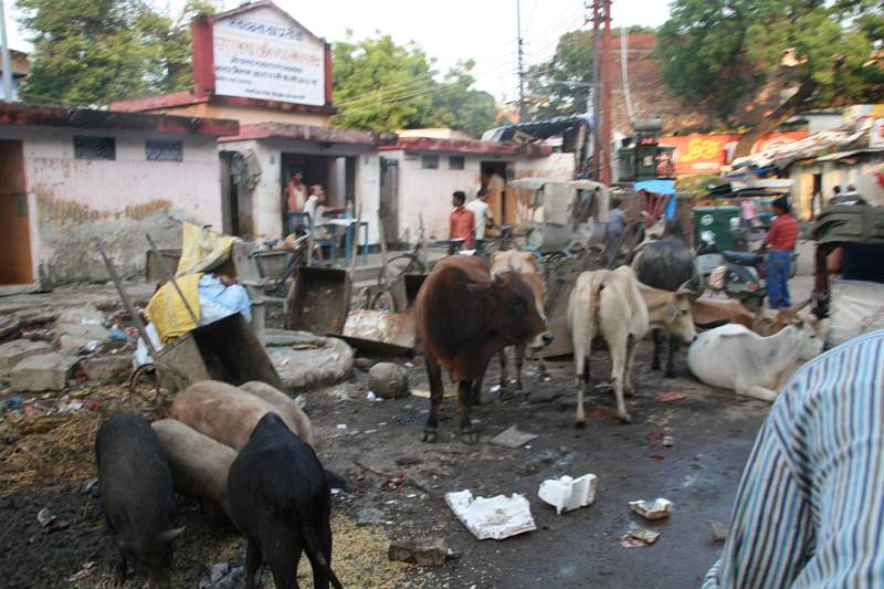 India & Nepal 2011 - 0746